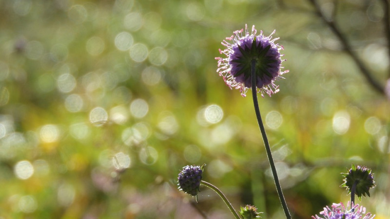 Succisa pratensis – blauwe Knoop - heemplanten - nectarplant - vlinders - bijen - hommels - zweefvliegen